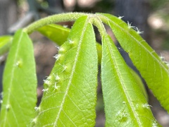 Phylloxera caryaefoliae