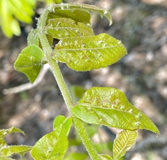 Phylloxera caryaefoliae