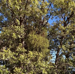 Phoradendron leucarpum serotinum