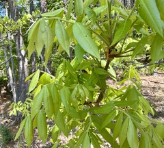 Phylloxera caryaefoliae