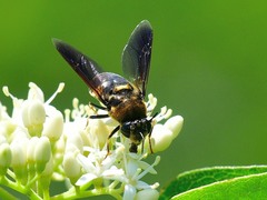 Stratiomys hulli