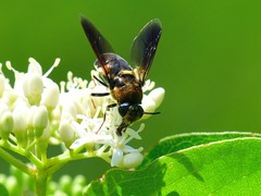 Stratiomys hulli
