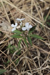 Cardamine altaica