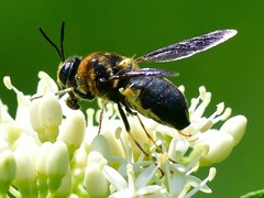 Stratiomys hulli