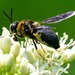 Stratiomys hulli - Photo (c) Jack Cochran, some rights reserved (CC BY-NC), uploaded by Jack Cochran
