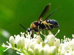 Stratiomys hulli