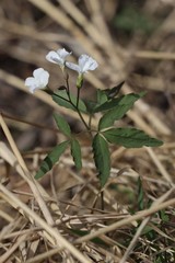 Cardamine altaica