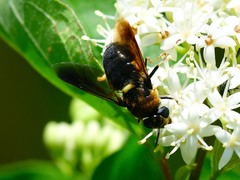 Stratiomys hulli
