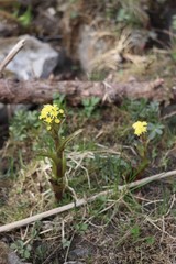 Petasites radiatus