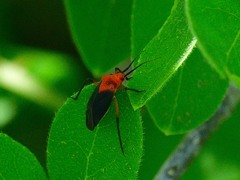 Prepops atripennis