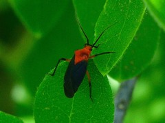 Prepops atripennis