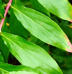 Hypericum glandulosum