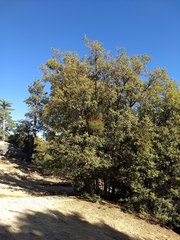 Phoradendron leucarpum serotinum