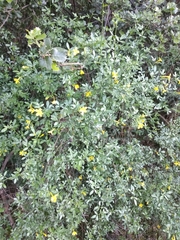 Chrysojasminum fruticans