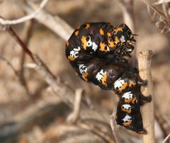 Tarache delecta