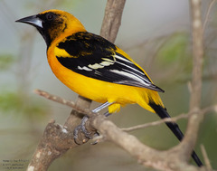 Icterus gularis × graduacauda