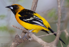 Icterus gularis × graduacauda