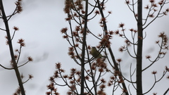 Vireo philadelphicus
