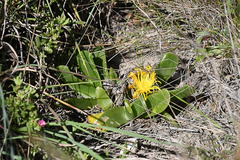 Delosperma imbricatum