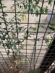Nicotiana glauca