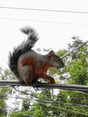 Sciurus aureogaster