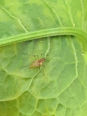 Aphididae
