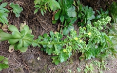 Aeonium canariense