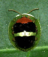 Charidotis aurofasciata