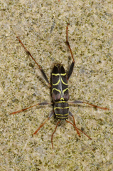 Neoclytus scutellaris