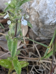 Sideritis romana