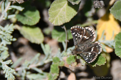 Ernsta sataspes