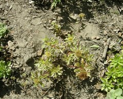 Phedimus middendorffianus