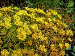 Phedimus middendorffianus