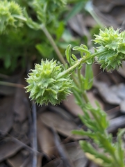 Valerianella discoidea