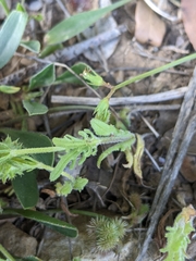 Valerianella discoidea