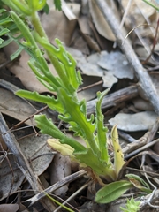 Valerianella discoidea