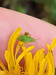 Heteroptera