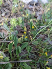 Valerianella discoidea