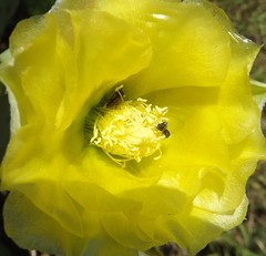 Acmaeodera