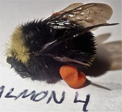 Bombus caliginosus