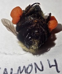 Bombus caliginosus