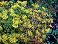 Phedimus middendorffianus