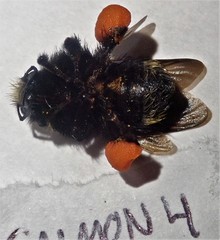 Bombus caliginosus