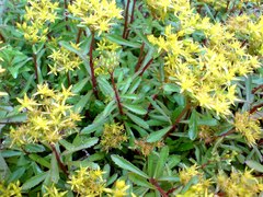 Phedimus middendorffianus