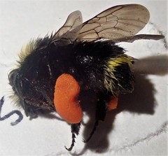 Bombus caliginosus