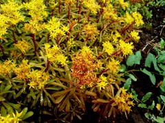 Phedimus middendorffianus