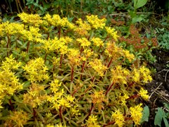 Phedimus middendorffianus