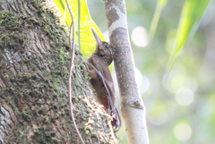 Dendrocolaptes picumnus