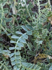 Astragalus incanus incanus