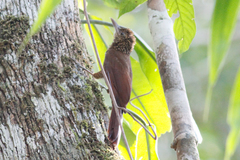 Dendrocolaptes picumnus